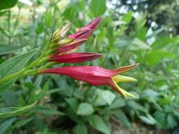 Image result for Spigelia