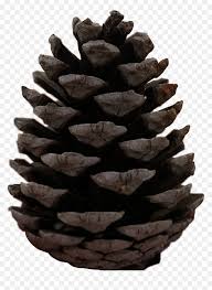 Maybe you would like to learn more about one of these? Transparent Pine Cones Png Free Pine Cone Silhouette Png Download Vhv