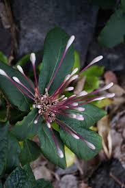 Image result for Thunbergia graminifolia