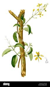 Image result for Tristellateia