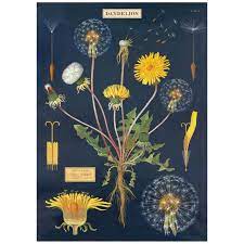 Dandelion Plant Chart Vintage Style Poster Botanical Art Botanical Prints Vintage Botanical Prints
