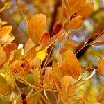 Image result for Afroqueta