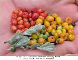 Find wild edible plants in australia checklist by george kulek at blurb books. Australian Succulents Edible Succulent Plants