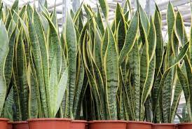 Questa pianta è una delle più diffuse nelle nostre case. I Nomi Di Cinque Resistenti Piante Da Appartamento Cinque Cose Belle