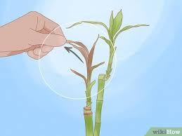 1.1 best ways of topping and thinning bamboo? How To Trim Lucky Bamboo Plants 11 Steps With Pictures