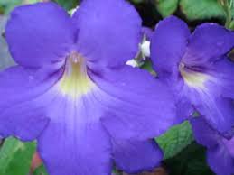 Image result for Streptocarpus