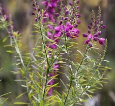 Image result for Polygala marensis