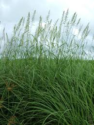 Image result for Echinochloa pyramidalis