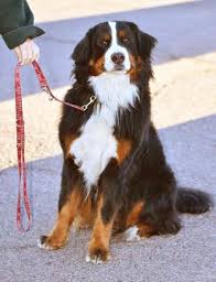 So, before taking a puppy, check the health reports and see if it is clean. Rescue