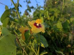 Image result for Abutilon hirtum