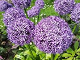 Anemone blanda bulbs producer the loveliest periwinkle blooms with yellow centers and thrive in zones 5 to 10. Care For Fall Flowering Bulbs Gardening Channel