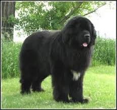 newfoundland dog dog breeds dogs big dogs