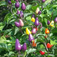 Varietà peperoncini tutte le varietà di peperoncini richiedono un substrato fertile e ben drenato. Pin Su Peperoncini Piccanti Hot Peppers Accattivante Passione