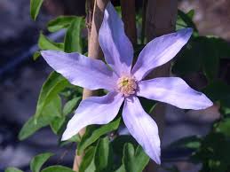 Check spelling or type a new query. Waldreben Clematis Infos Pflanzen Dieser Gattung