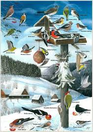Ptaci V Zime Krmitko Druhy Ptaku Winter Activities Preschool Winter Science Winter Preschool