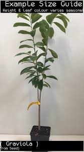 Subscribe & save 20% ($93.60) place order every 1 2 week (s) on friday. Soursop Fruit Trees For Sale Annona Muricata