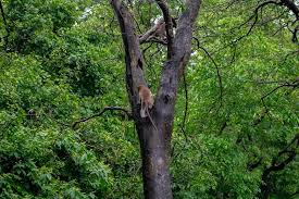 Sanjay Gandhi National Park (2026 ...