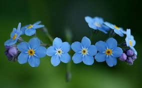 Check spelling or type a new query. 30 Forget Me Not Hd Wallpapers Background Images