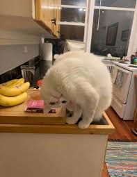 Maybe you would like to learn more about one of these? What S Wrong With My Cat Online Group Has Owners Posting Pics Of Their Malfunctioning Cats And Here Are 50 Of The Funniest Cats Cats And Kittens Cat Online