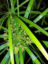 Image result for Cyperus pubens