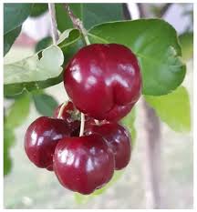 Variability of Fruit Quality among 103 Acerola (Malpighia emarginata D. C.)  Phenotypes from the Subtropical Region of Brazil