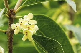 Honeysuckle is not related to jasmine. Planting Fragrant Shrubs Choosing Fragrant Bushes For All Seasons
