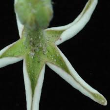 Image result for Orthanthera jasminiflora