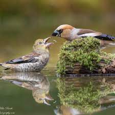 Hawfinch Coccothraustes Coccothraustes This Bird Breeds Across Europe And Temperate Asia It Is Mainly Resident In Eu Bird Breeds Pet Birds Animals Beautiful