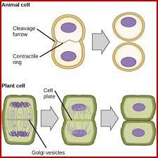 The main difference between mitochondria and plastids are that plastids are present only in plants, mitochondria, on the other hand, are present in all eukaryotic cells. Plant Cell Division