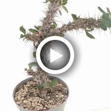 Image result for Euphorbia didiereoides