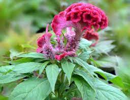 Review On Research Of The Phytochemistry And Pharmacological Activities Of Celosia Argentea Sciencedirect