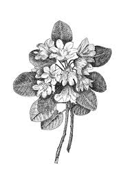 Black And White Printable Images Of Flowers Coastal Rhododendron Botanical Illustration Black And White Printable Washington State Flower In 2020 Botanical Illustration Washington State Tattoos Washington State Parks