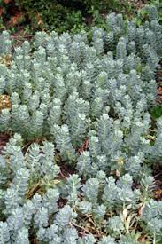Check spelling or type a new query. Euphorbia Myrsinites Wisconsin Horticulture
