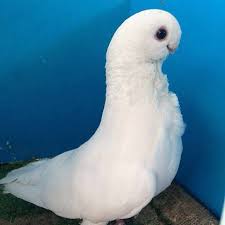 White African Owl Pigeon Guzel Kuslar Kus