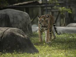 Ation in eastern sarasota county. Big Cat Habitat And Gulf Coast Sanctuary Visit Sarasota
