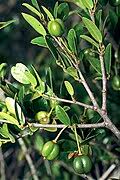 Image result for Cleistanthus schlechteri