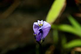 Image result for Burmannia