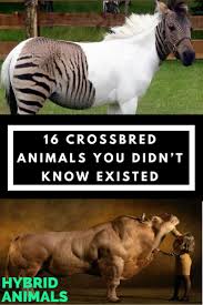 16 Crossbred Animals You Didn T Know Existed Cute Animals Animals Like Animals