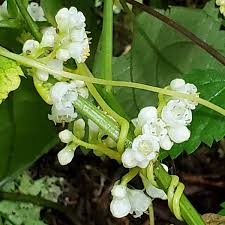 Image result for Cuscuta suaveolens