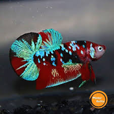 Pin By Rodolfopastran On Betta Fish The Live Art 2018 Betta Fish Fresh Water Fish Tank Betta