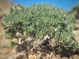 Image result for Centemopsis