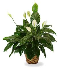 White roses are the ultimate symbol of spirituality, purity, and innocence. Funeral Plants