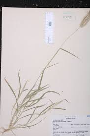 Image result for Chloris pycnothrix