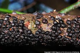 Now that we have that straightened out, here are the 4 most common types of roaches you will find in florida homes Black Olive Scale Center For Invasive Species Research