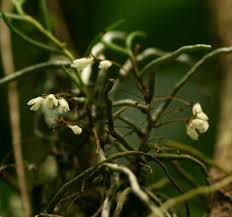 Image result for Solenangis