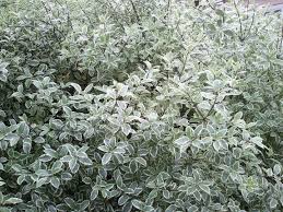 Image result for Pittosporum tenuifolium