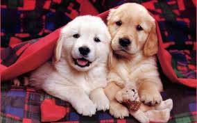 Find best dog wallpaper and ideas by device, resolution, and quality (hd, 4k) from a if you own an iphone mobile phone, please check the how to change the wallpaper on iphone page. Cute Dog Puppies Wallpapers For Mobile Great Love Art