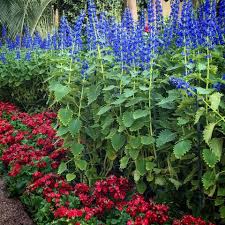 Image result for Coleus thyrsoideus