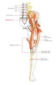 Image result for Obturator Nerve Compression