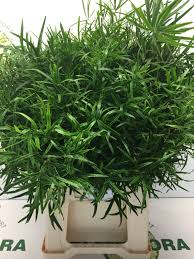 Image result for Asparagus falcatus